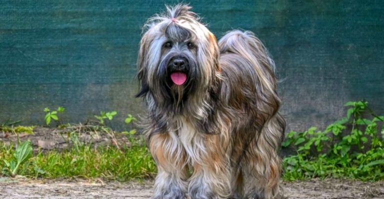 People fall for these 14 beautiful coats every time – plus 3 that require more work than expected dog news