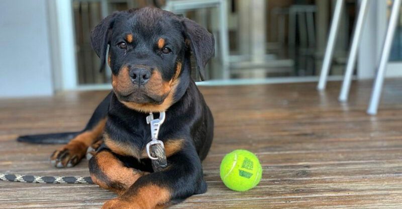 People keep getting these 13 dog breeds wrong – plus 3 myths owners wish would disappear
