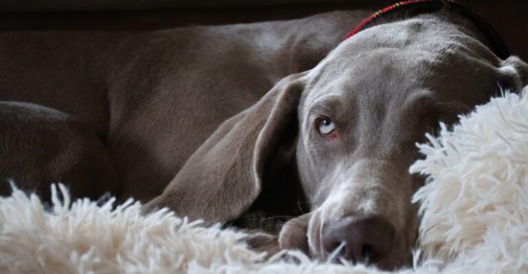 People think these 12 dog breeds never slow down until they see them at home dog news