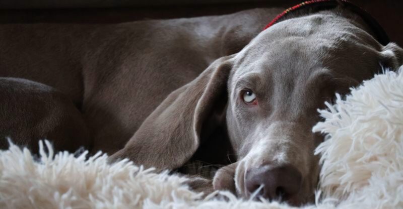 People think these 12 dog breeds never slow down until they see them at home