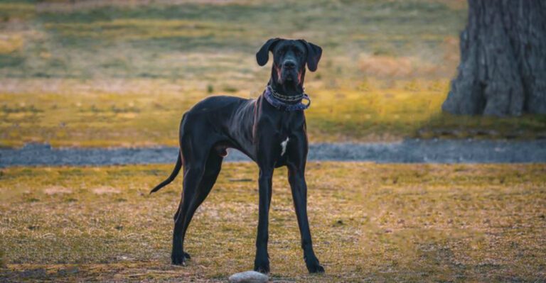 Popularity fades but these 13 unforgettable dog breeds never do dog news