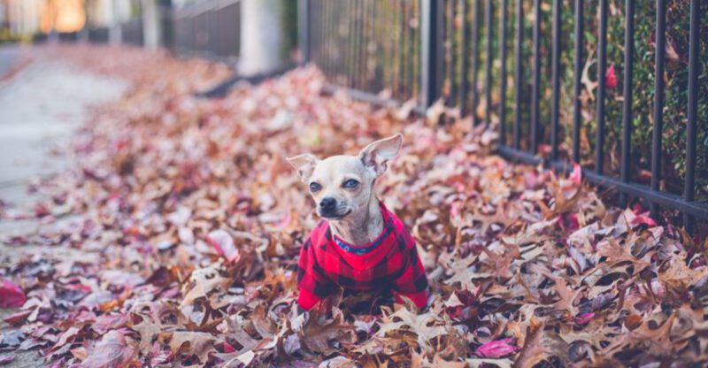 Privacy becomes optional when you live with these 11 dog breeds – plus 2 companions that supervise everything you do