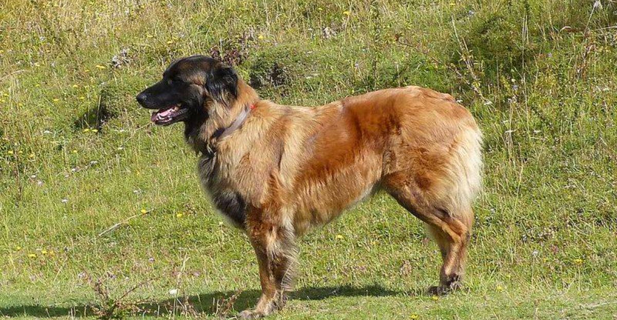 Rare doesnt mean delicate – These 12 dog breeds prove it plus 3 remarkable survivors