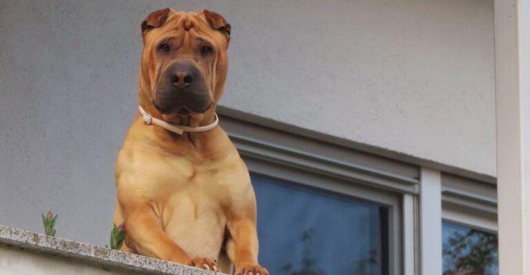 Shelter workers wish more people would notice these 11 wonderful dog breeds dog news