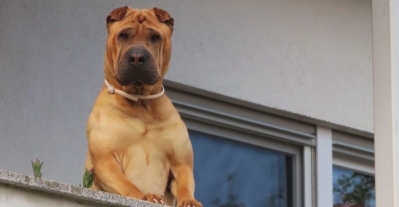 Shelter workers wish more people would notice these 11 wonderful dog breeds