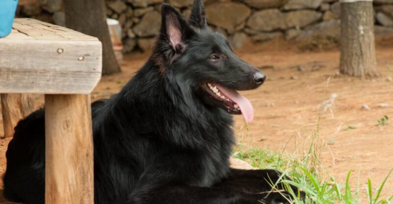 Skip the popular lists These 11 dog breeds are winning over informed owners