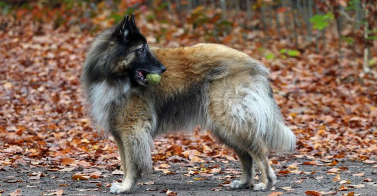 Skip the popularity rankings – these 12 dog breeds are winning owners the right way plus 3 rising favorites