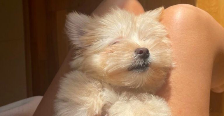 Sleeping close isnt just a habit for these 13 dog breeds its how they feel secure dog news