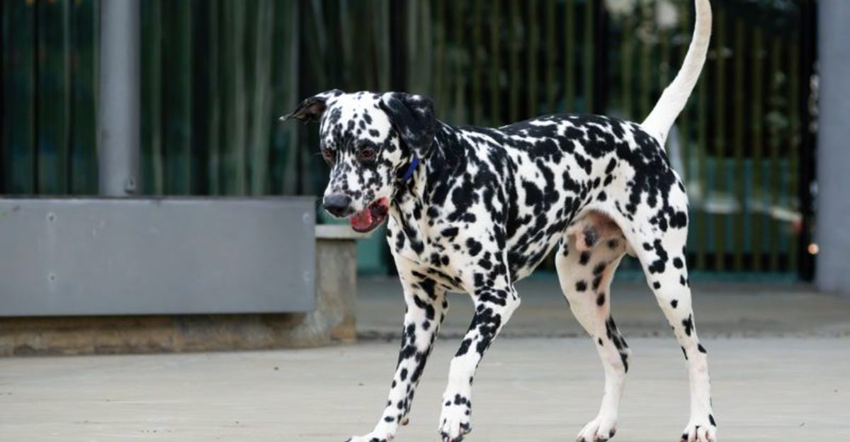 Social confidence comes naturally to these 10 dog breeds self control takes practice