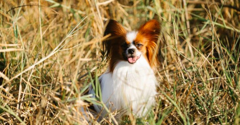 Some dogs are photogenic. These 12 practically belong on magazine covers dog news