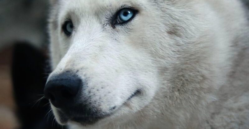 Some dogs bark These 12 dog breeds make themselves impossible to ignore