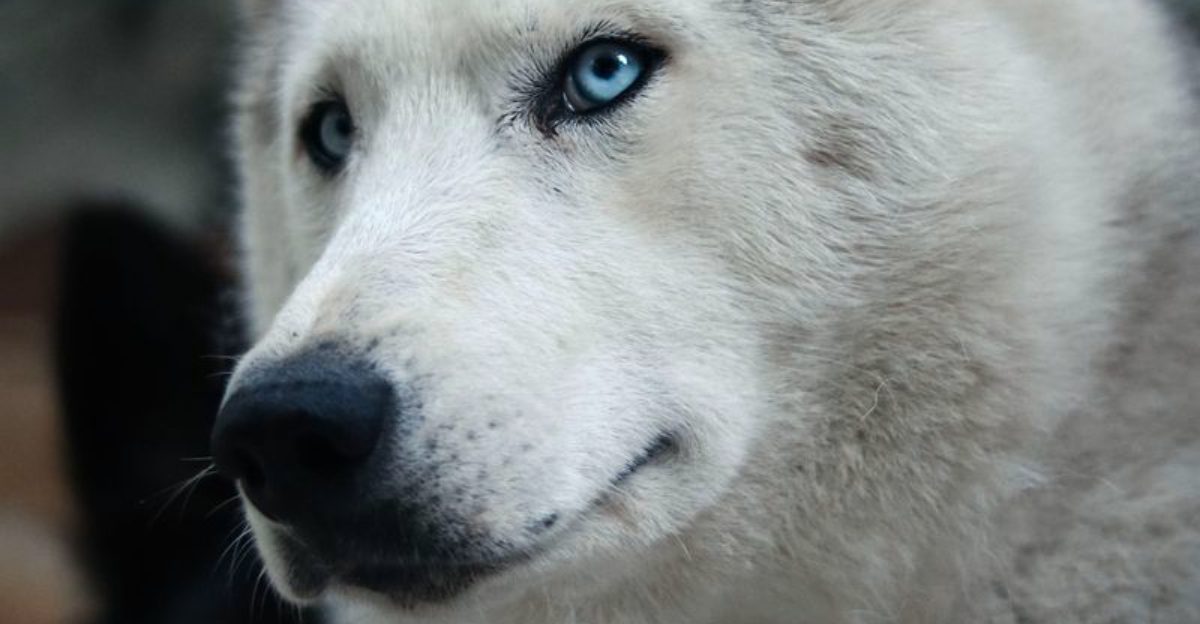 Some dogs bark These 12 dog breeds make themselves impossible to ignore