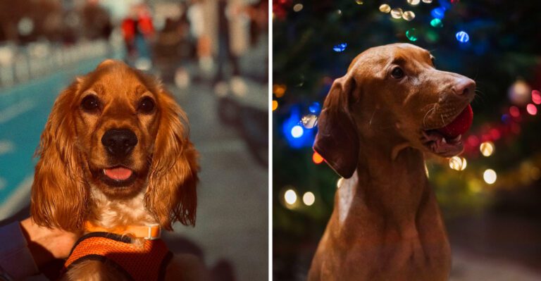 Some dogs enjoy your company These 11 build their whole day around you dog news