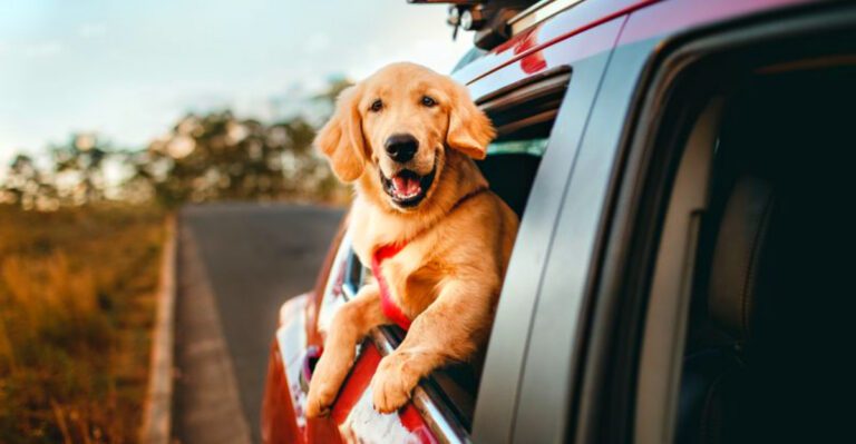 Some dogs struggle with travel these 14 often make it look effortless dog news