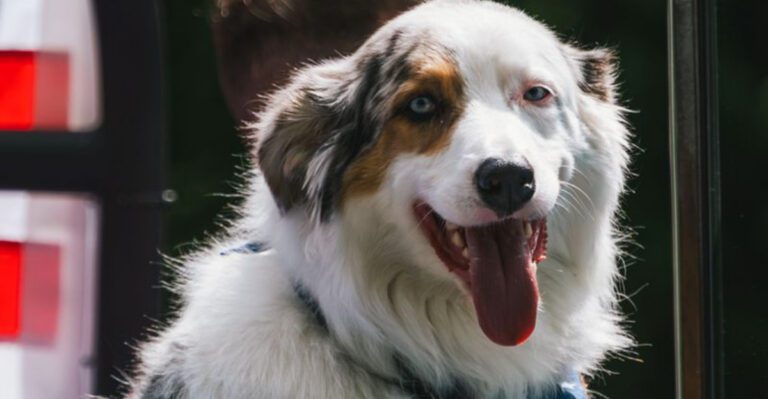 Some dogs tolerate travel These 10 seem to genuinely enjoy the adventure dog news