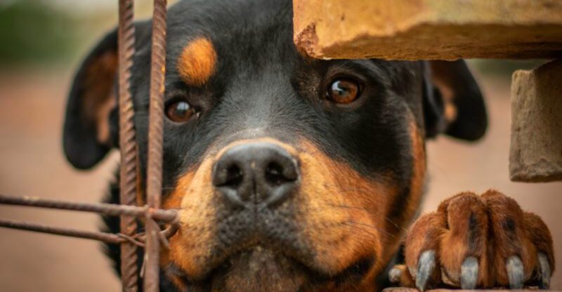 Some of the best dogs are still waiting behind shelter doors and these 11 prove it