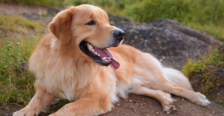 The biggest hearts often belong to these 10 emotionally sensitive dog breeds dog news