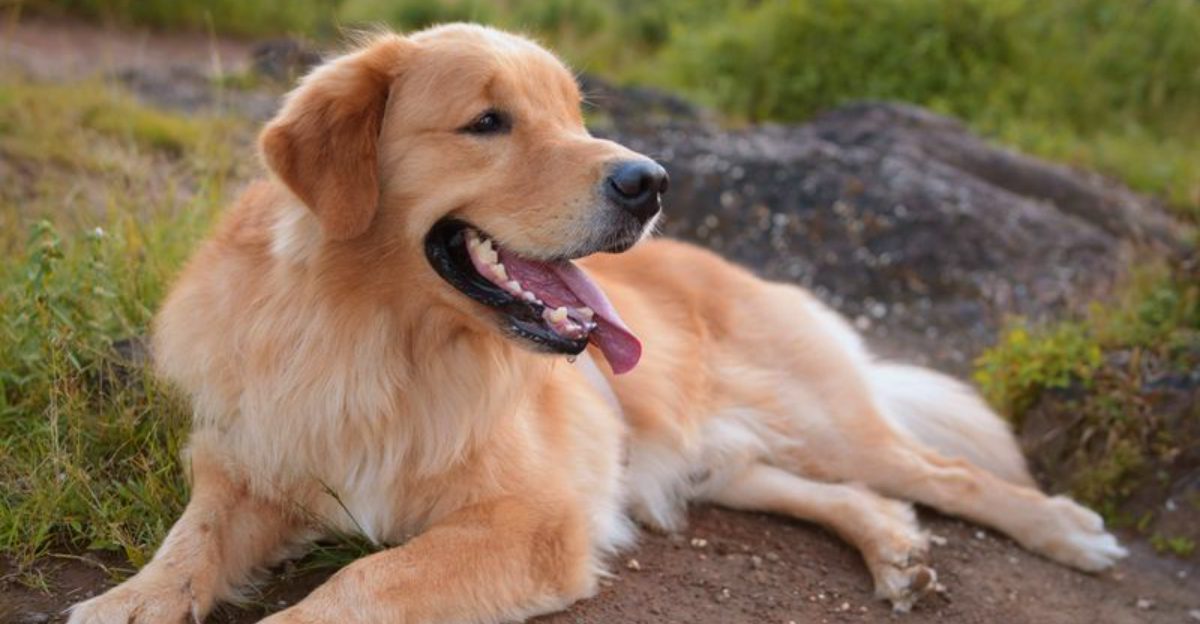 The biggest hearts often belong to these 10 emotionally sensitive dog breeds