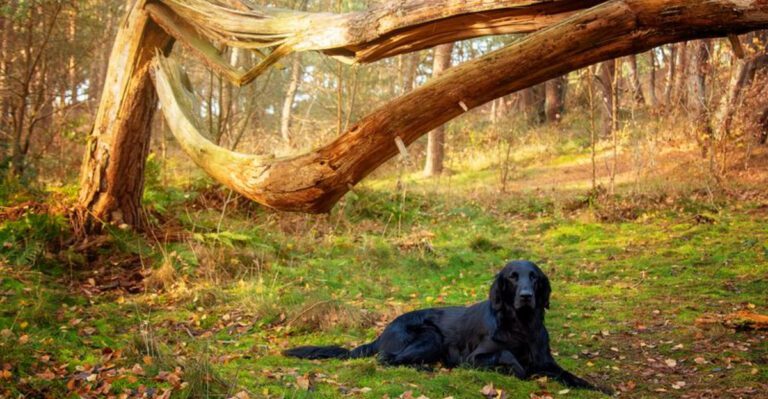 The biggest myths about these 11 dog breeds still fool millions of people Plus 3 breeds that deserve a second look dog news