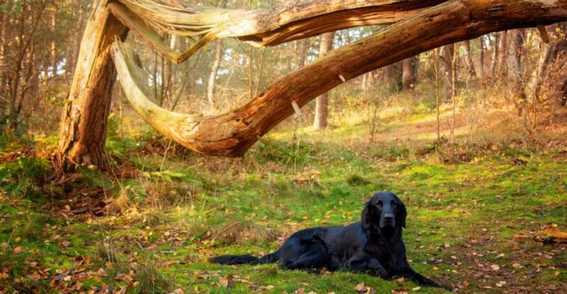 The biggest myths about these 11 dog breeds still fool millions of people Plus 3 breeds that deserve a second look