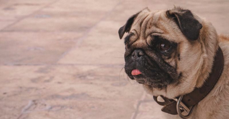 The conversation is changing around these 13 dog breeds and these 2 are at the center of it