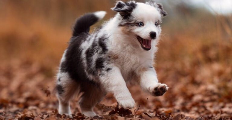 The hardest months with these 14 dog breeds often come after puppyhood not before dog news