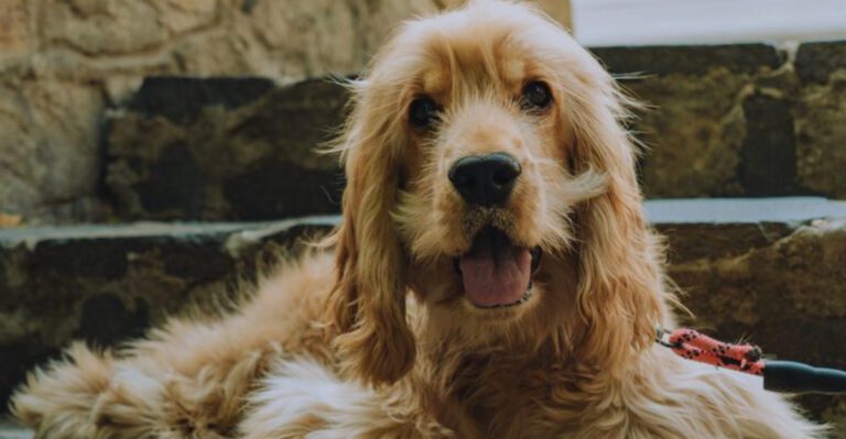 The next generation of favorite dog breeds may already be replacing these 10 familiar names dog news