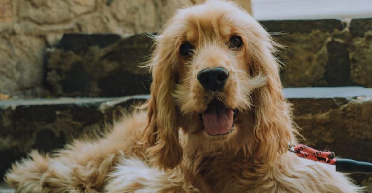The next generation of favorite dog breeds may already be replacing these 10 familiar names