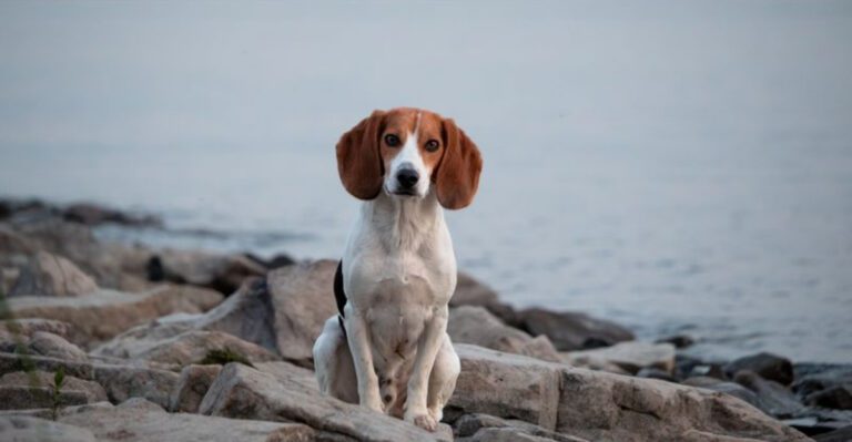 The secret behind these 10 dog breeds isnt training its centuries of carefully selected instincts dog news