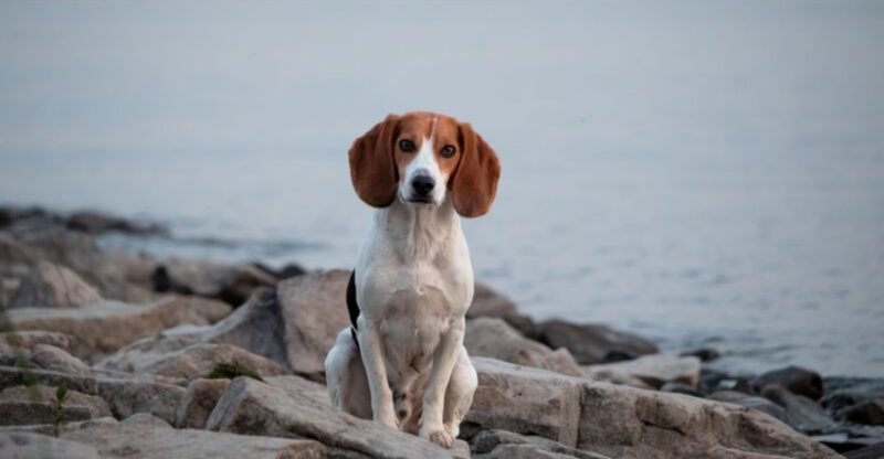 The secret behind these 10 dog breeds isnt training its centuries of carefully selected instincts