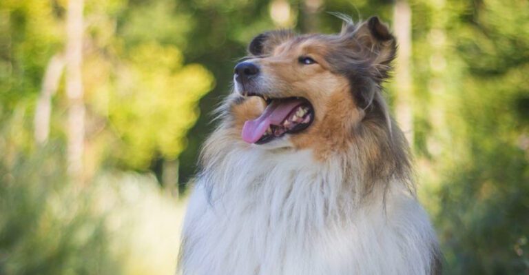 The strongest bond youll ever have may come from one of these 11 quietly devoted dog breeds dog news