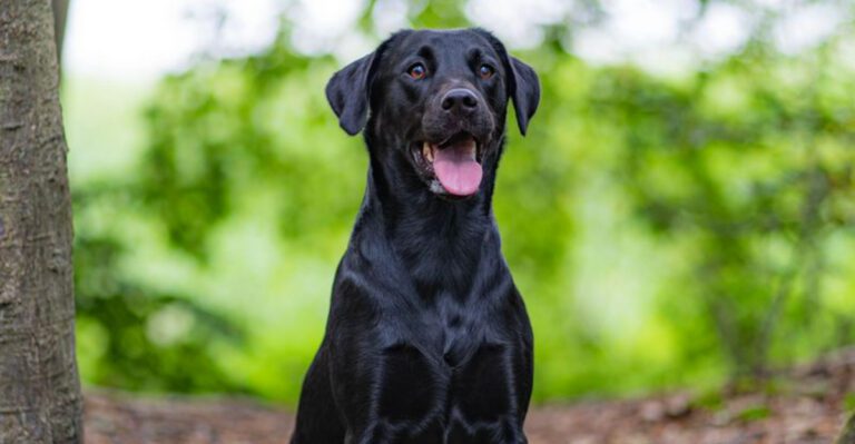 These 10 beginner friendly dog breeds have very different personalities but each excels in its own way dog news