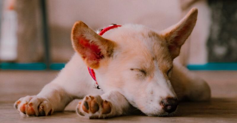 These 10 changes in behavior could be your dogs way of asking for help
