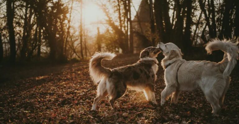 These 10 dog breed myths have confused owners for years – and many still believe them dog news