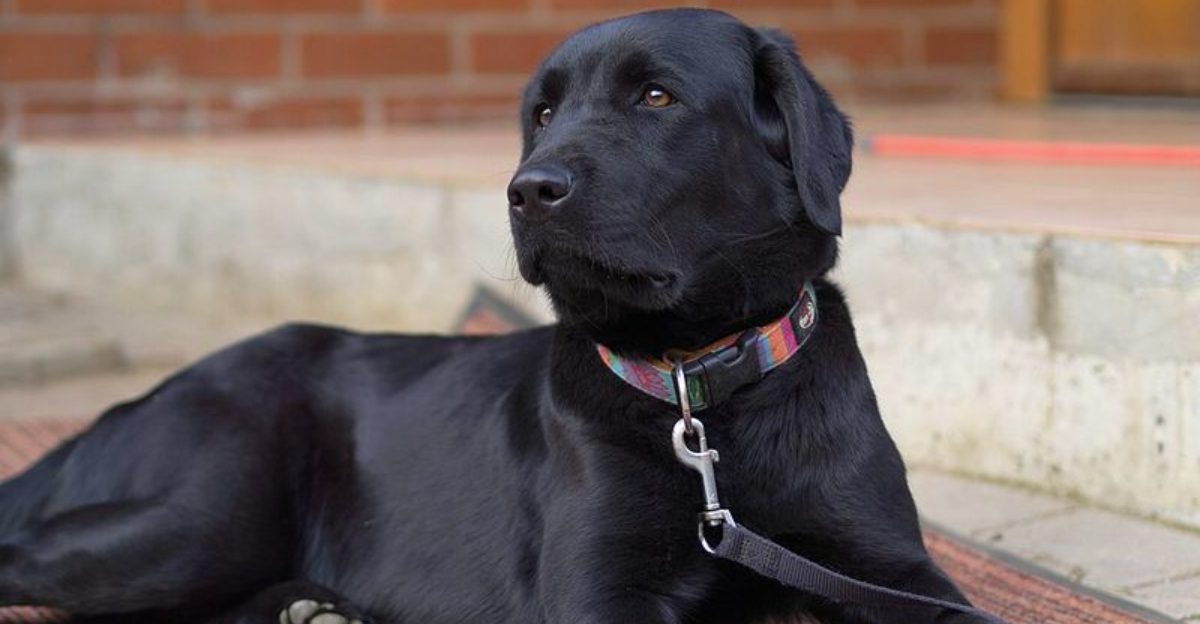 These 10 dog breeds believe cooking is a team activity plus 3 curious companions