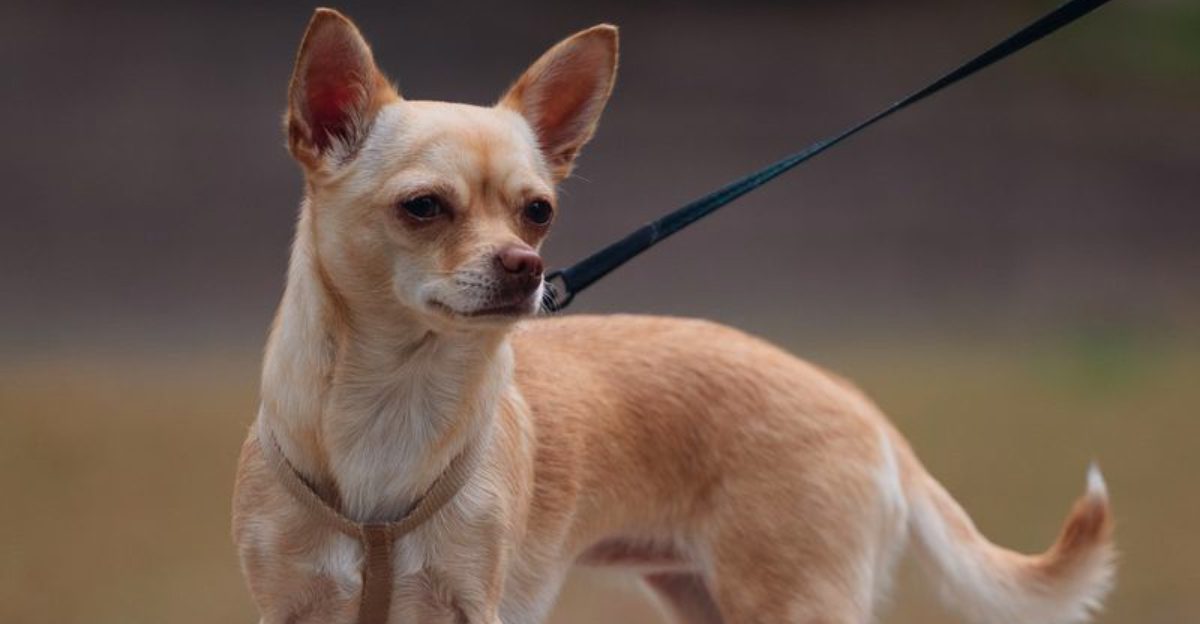 These 10 dog breeds dont just want your attention they expect it