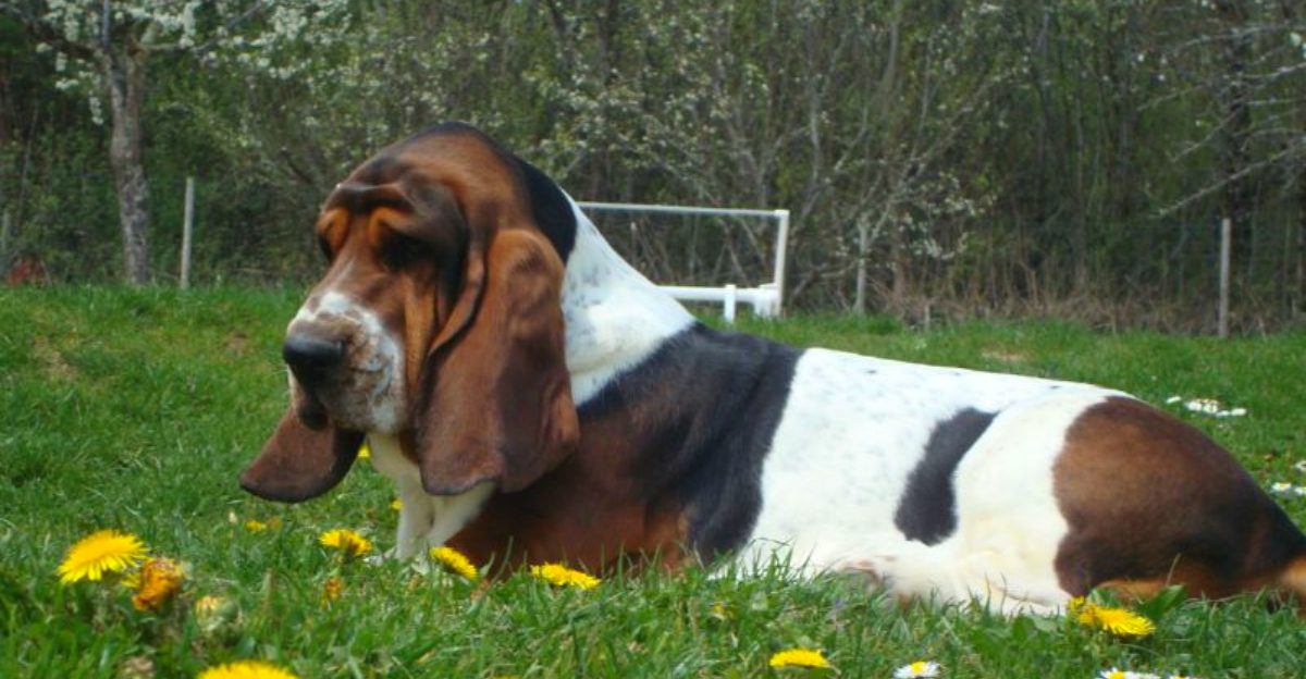 These 10 dog breeds dont need the whole house just one place that feels like theirs