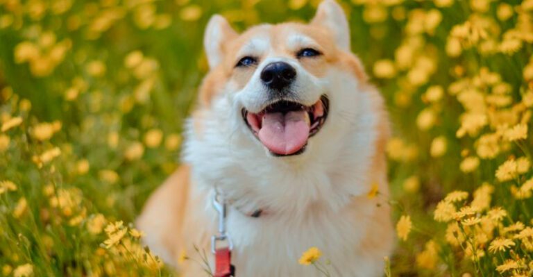 These 10 dog breeds keep going viral for good reason – plus 2 rising internet favorites dog news