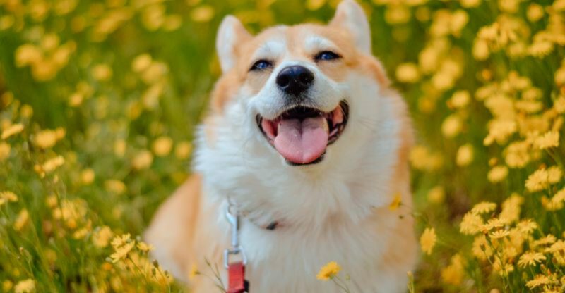 These 10 dog breeds keep going viral for good reason – plus 2 rising internet favorites