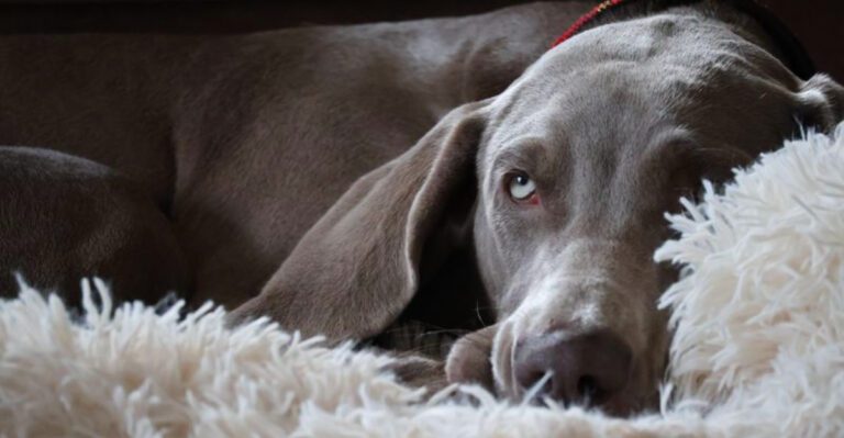 These 10 dog breeds often struggle in ordinary homes plus 4 that look easier than they are dog news