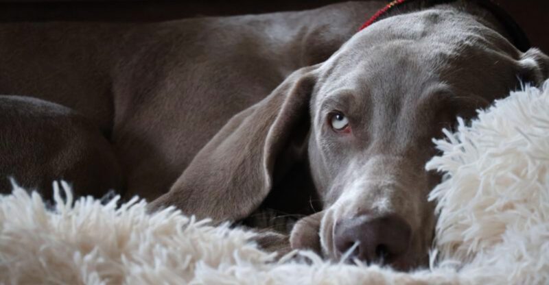 These 10 dog breeds often struggle in ordinary homes plus 4 that look easier than they are