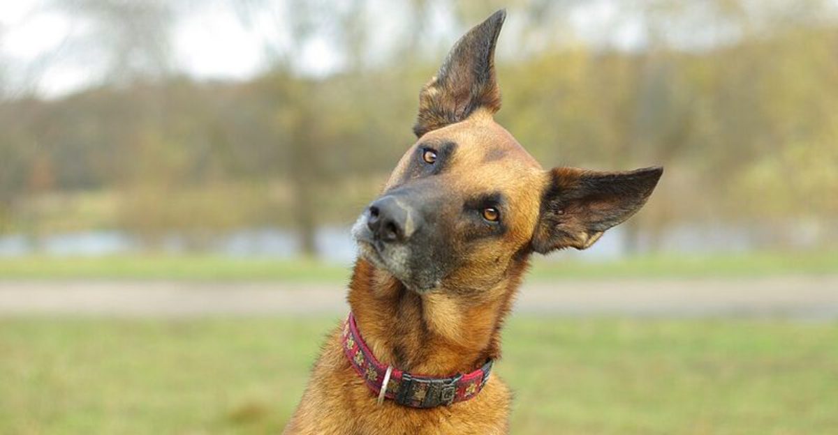These 10 dog breeds teach owners that adolescence is the real training challenge Plus 3 that often mature more slowly