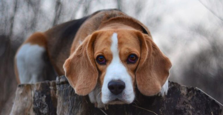 These 10 easygoing dog breeds each shine in completely different ways – plus 3 versatile favorites dog news