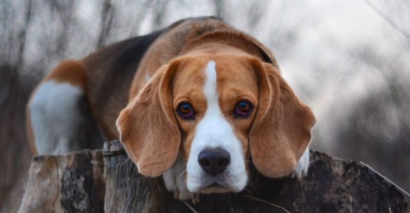These 10 easygoing dog breeds each shine in completely different ways – plus 3 versatile favorites
