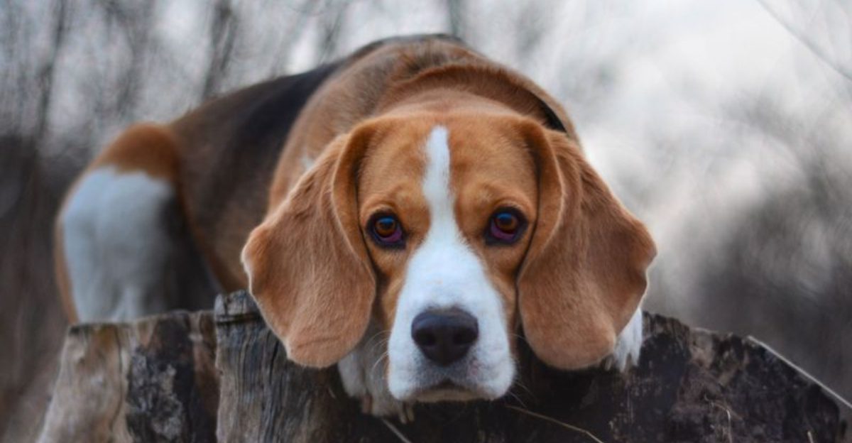 These 10 easygoing dog breeds each shine in completely different ways – plus 3 versatile favorites