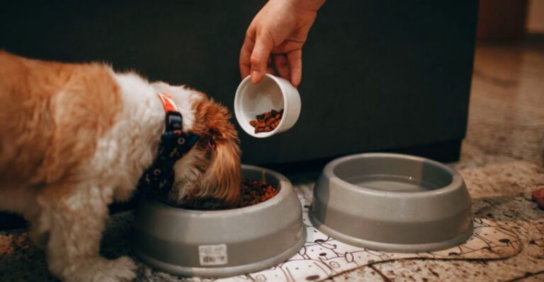 These 10 everyday mistakes can quietly turn into long term digestive issues dog news