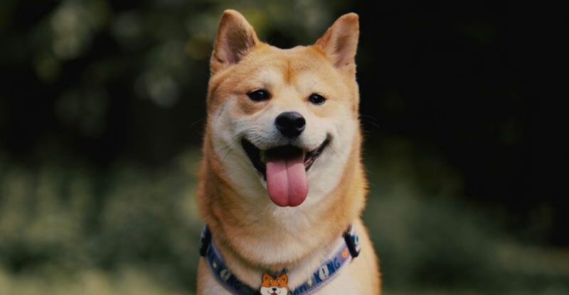 These 10 legendary dog breeds have survived centuries without losing their appeal