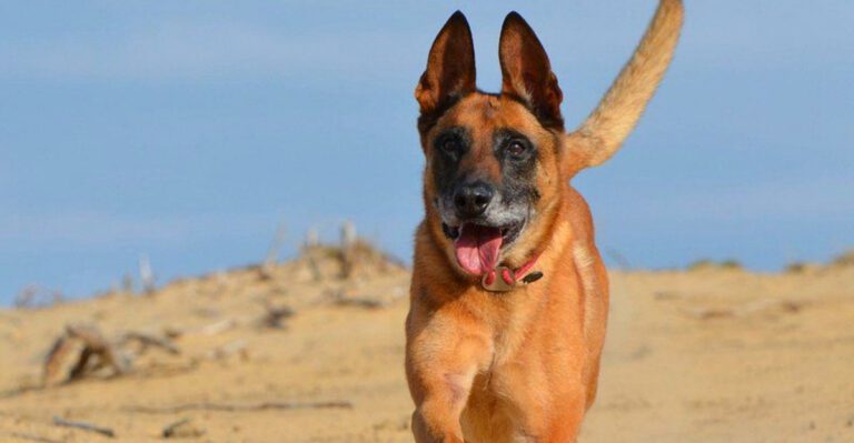 These 10 strong willed dog breeds challenge owners but reward those who lead well dog news