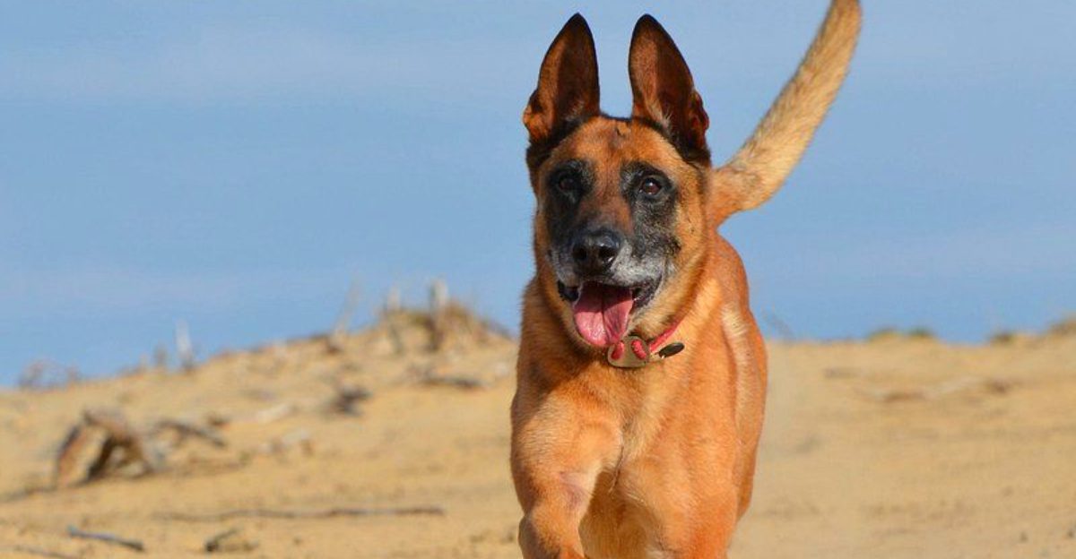 These 10 strong willed dog breeds challenge owners but reward those who lead well