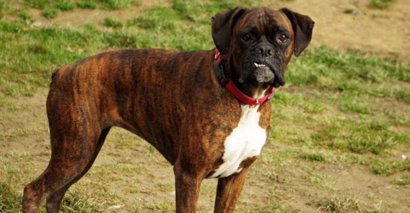 These 11 calm dog breeds have an incredible instinct for knowing when you need protection